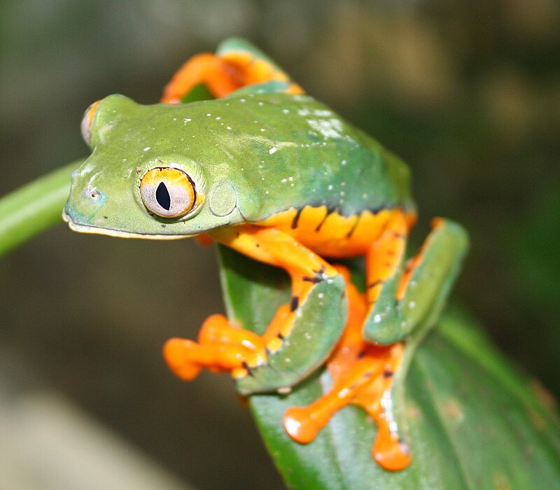 Splendid Leaf Frog (Cruziohyla calcarifer)