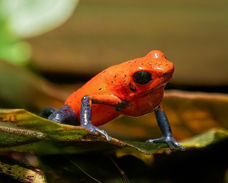 Strawberry Poison Frog (Oophaga pumilio)