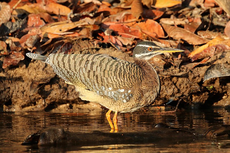 Sunbittern (Eurypyga helias)