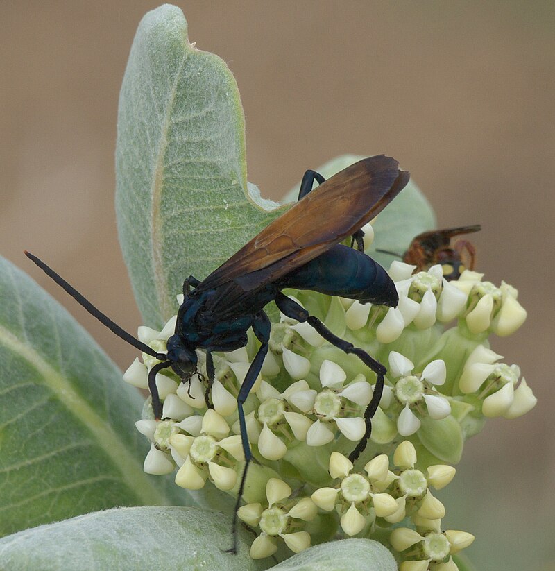 Tarantula Hawk Wasp (Pepsis spp.)