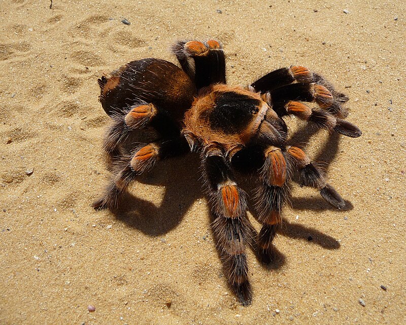 Mexican Red-Knee Tarantula (Brachypelma hamorii)