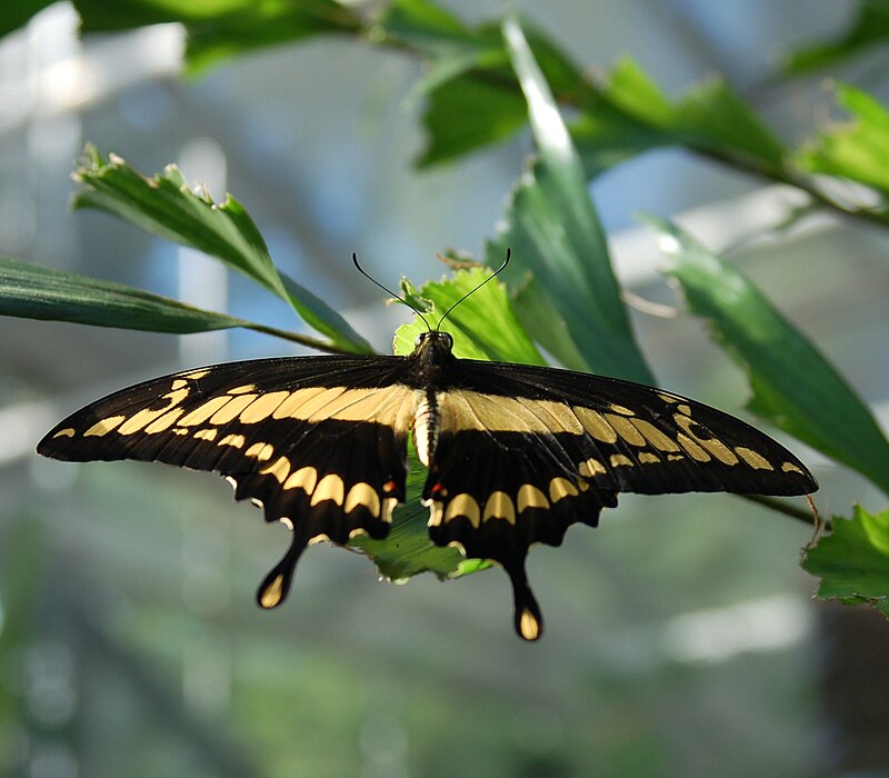 Thoas Swallowtail (Papilio thoas)