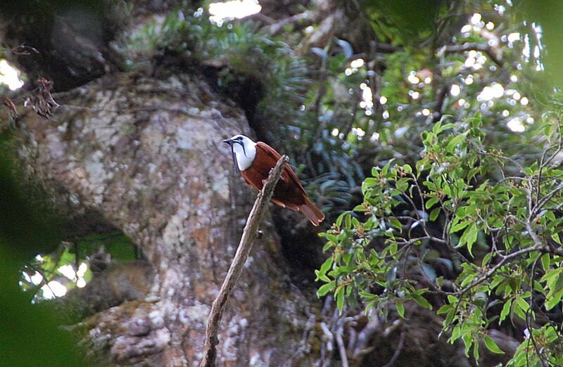 Three-wattled Bellbird (Procnias tricarunculatus)