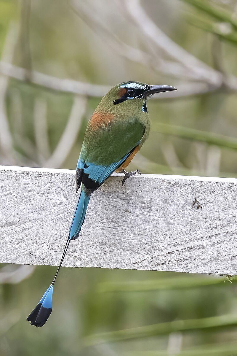 Turquoise-browed Motmot (Eumomota superciliosa)