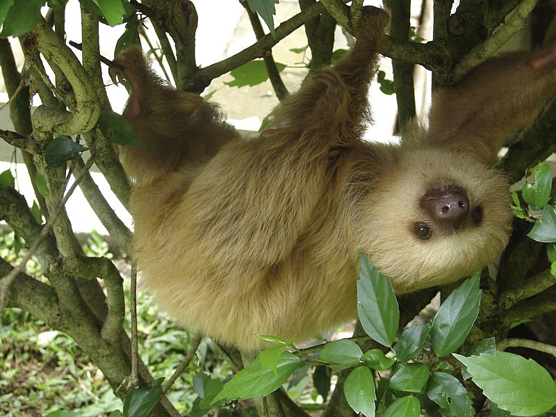 Hoffmann's Two-toed Sloth (Choloepus hoffmanni)