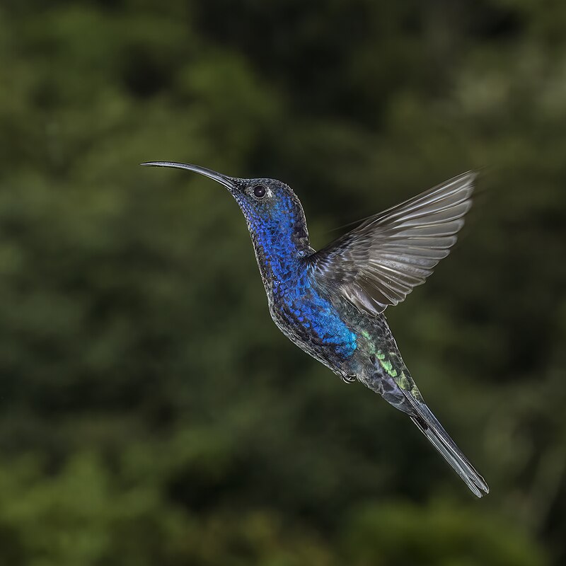 Violet Sabrewing (Campylopterus hemileucurus)
