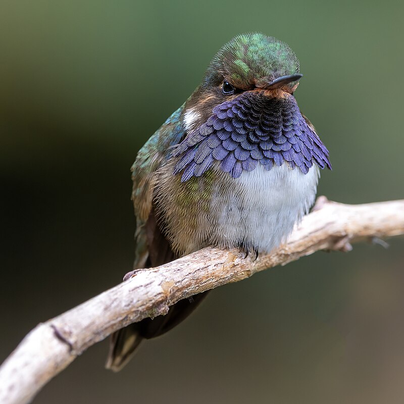 Volcano Hummingbird (Selasphorus flammula)