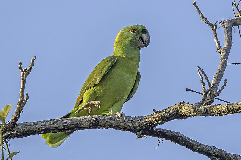 Yellow-naped Parrot (Amazona auropalliata)