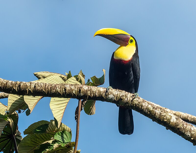 Yellow-throated Toucan (Ramphastos ambiguus)