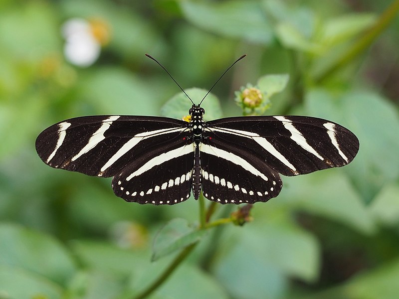 Zebra Longwing (Heliconius charithonia)