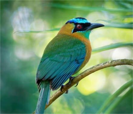Lesson's motmot