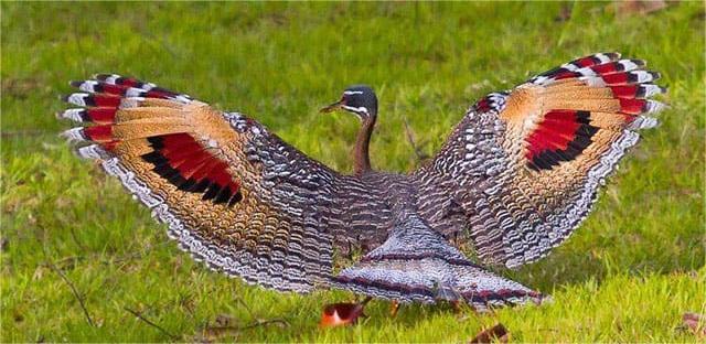 Sun bittern