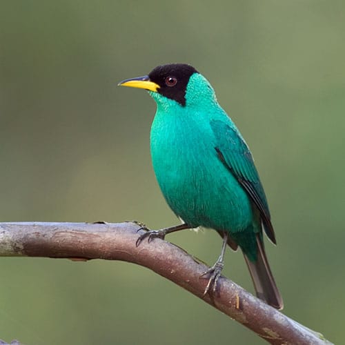 Green honeycreeper