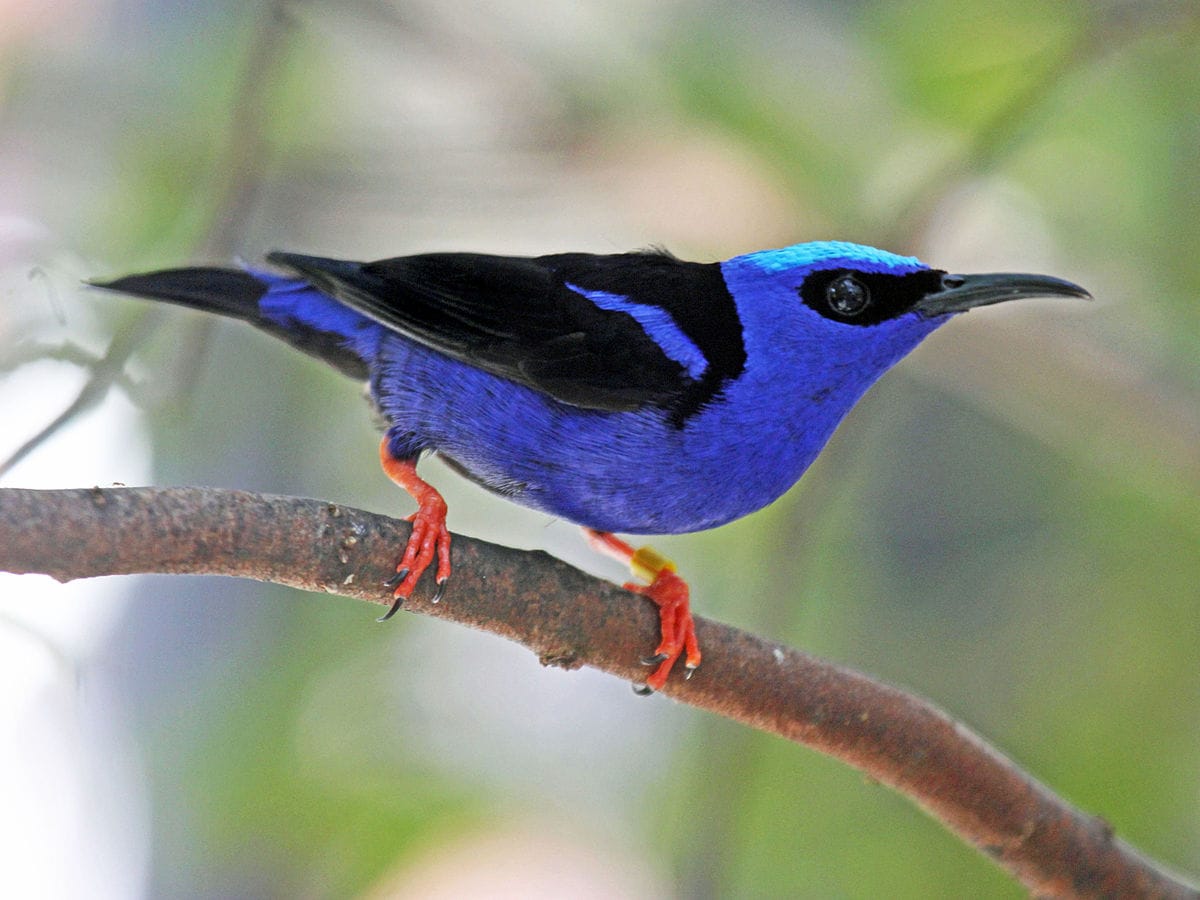 Red legged honeycreeper