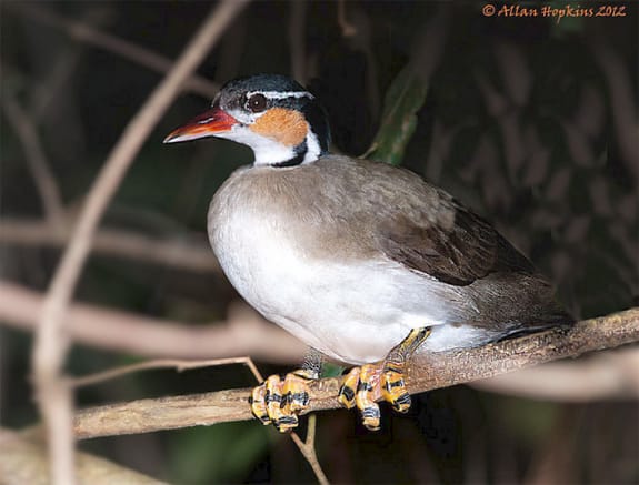 Sun grebe
