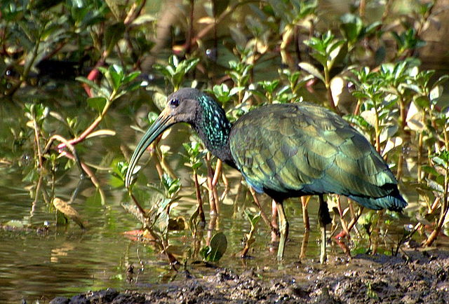 Green ibis