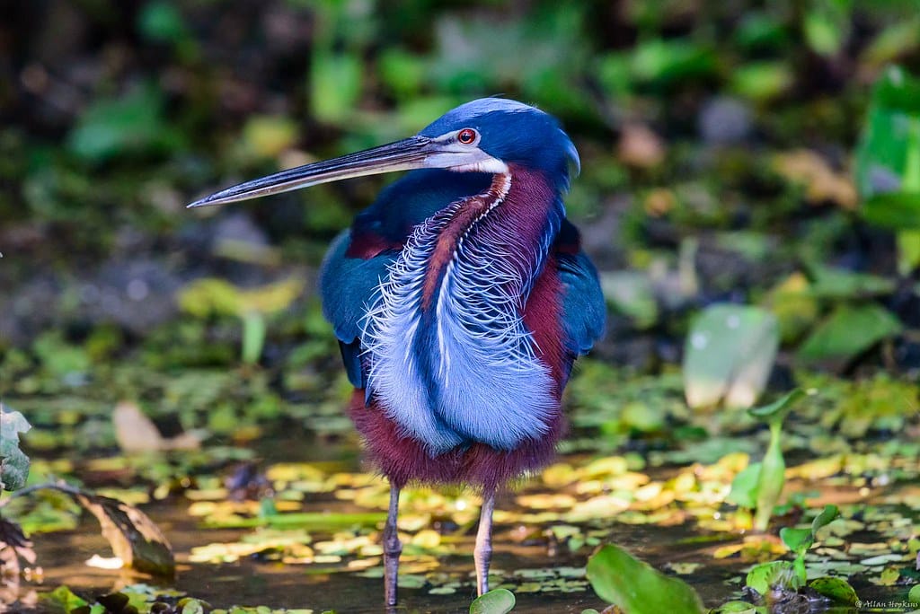 Agami heron