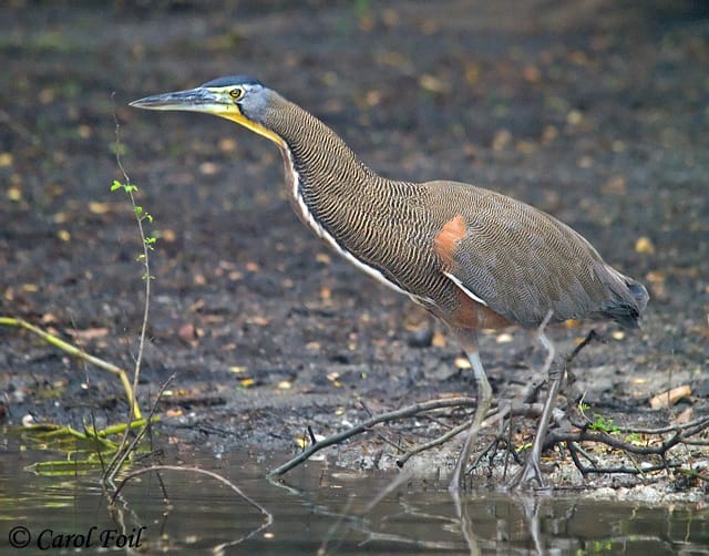 Fasciated tiger heron