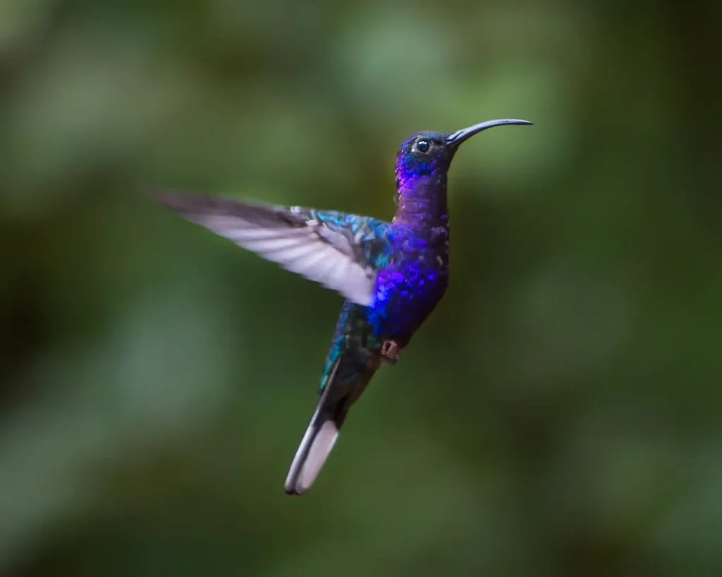 Violet sabrewing