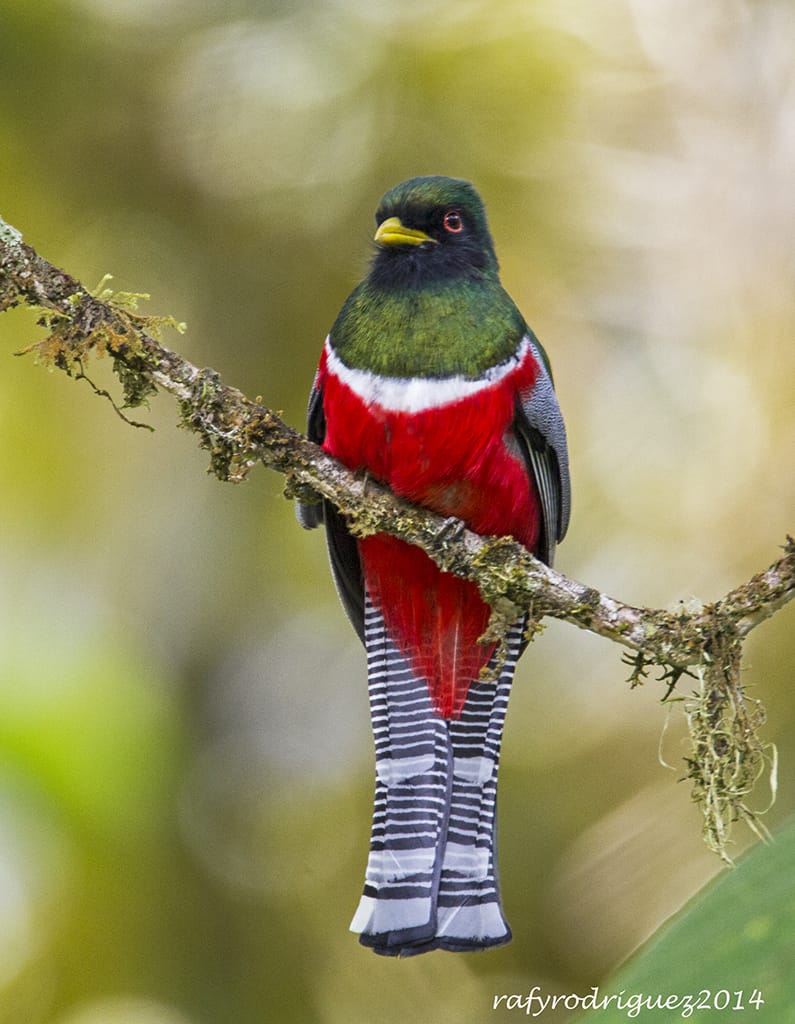Collared trogon