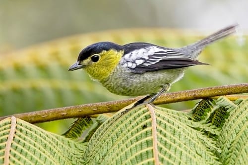 Barred becard
