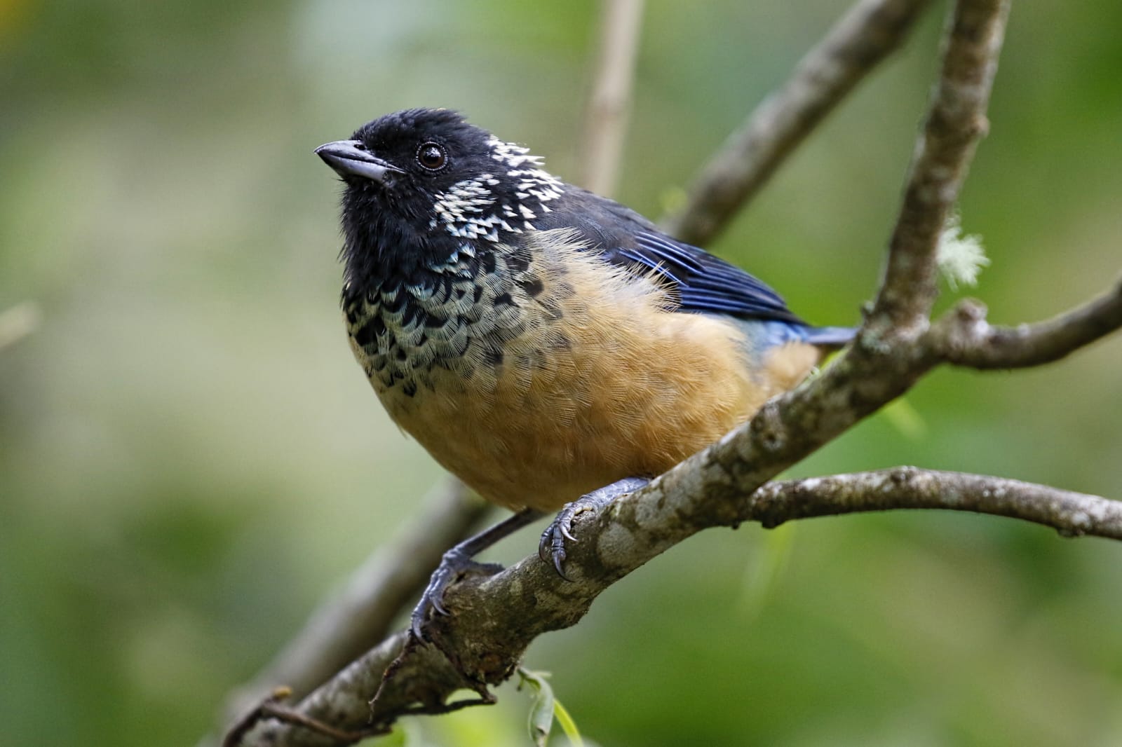 Spangled cheeked tanager