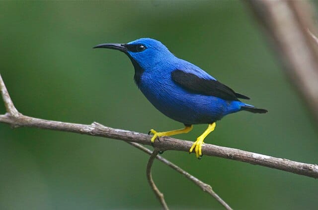 Shining honeycreeper