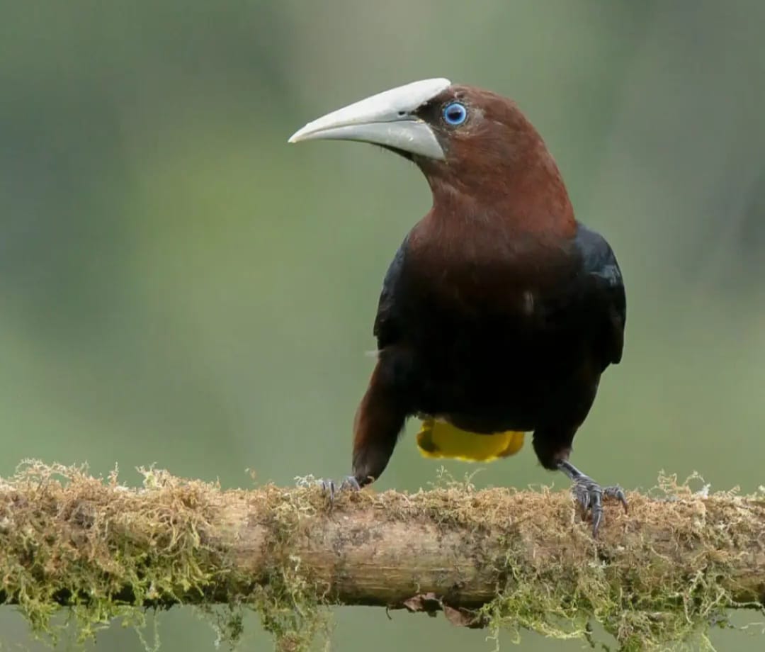 Chestnut-headed Oropendola photographed at the lodge