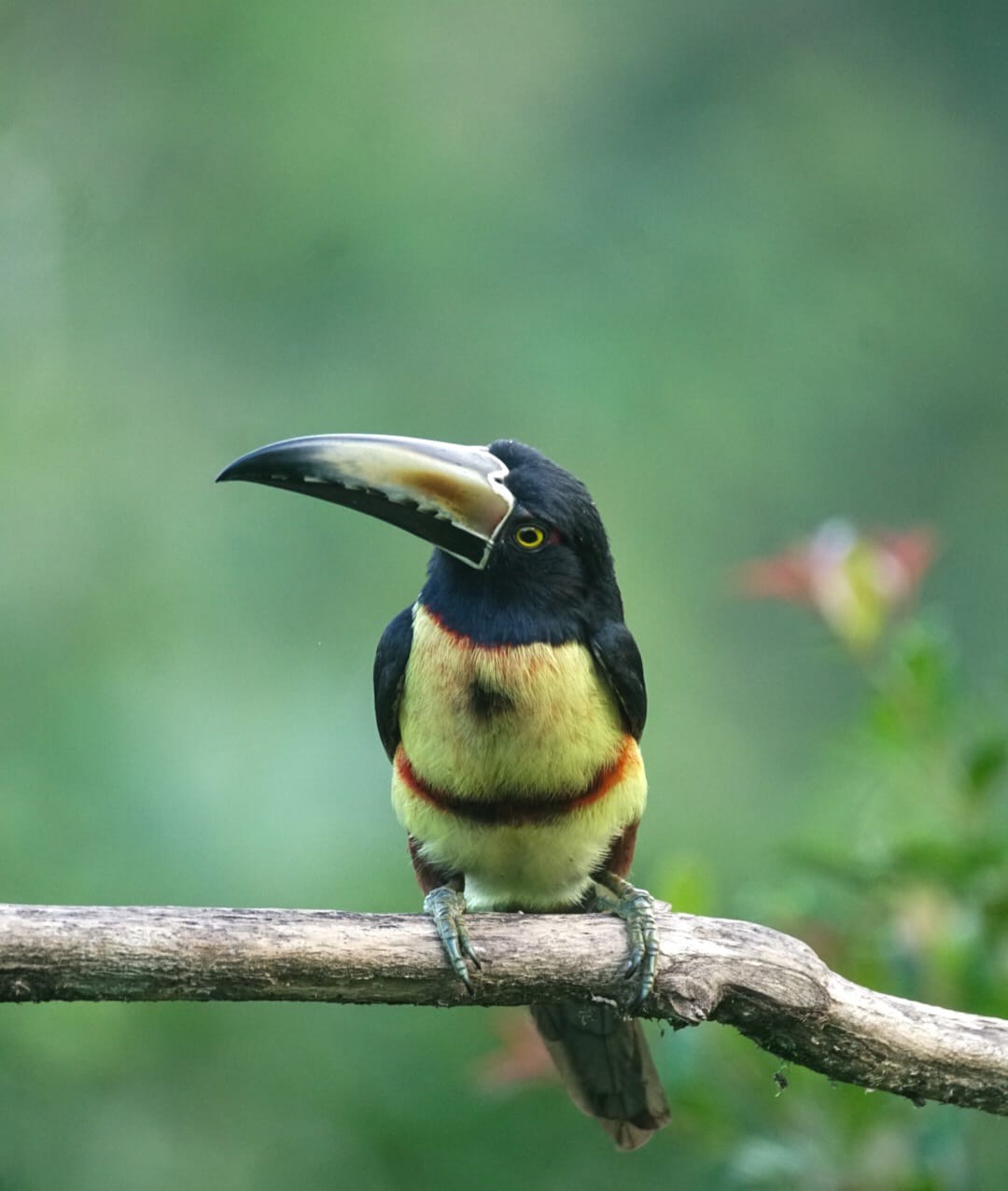 Collared Aracari photographed at the lodge