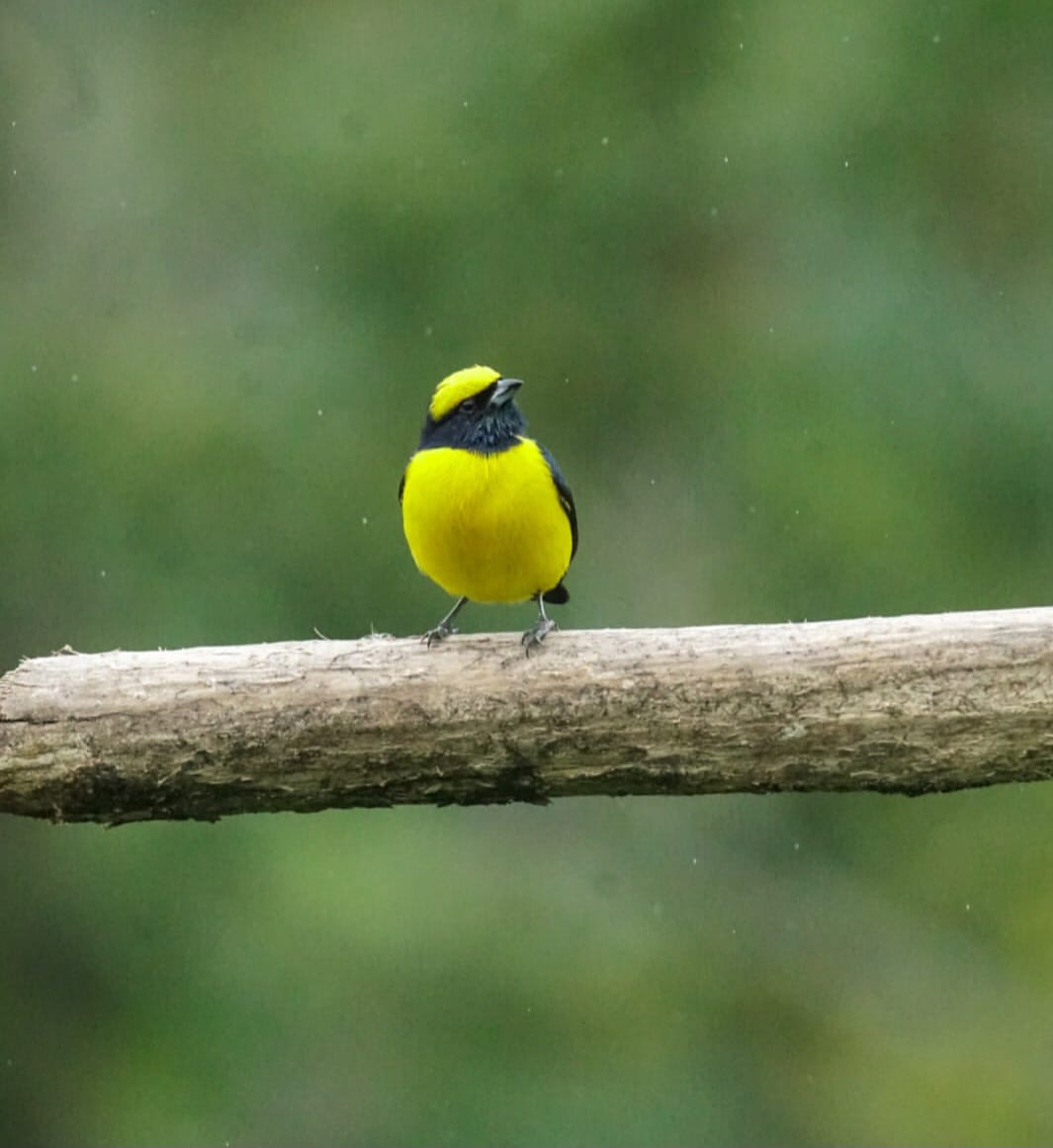 Yellow-crowned Euphonia photographed at the lodge