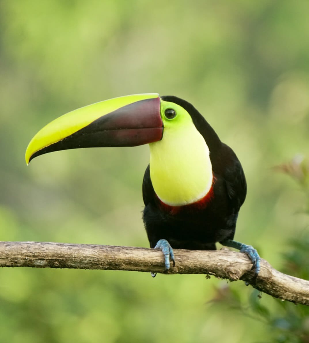 Yellow-throated Toucan photographed at the lodge
