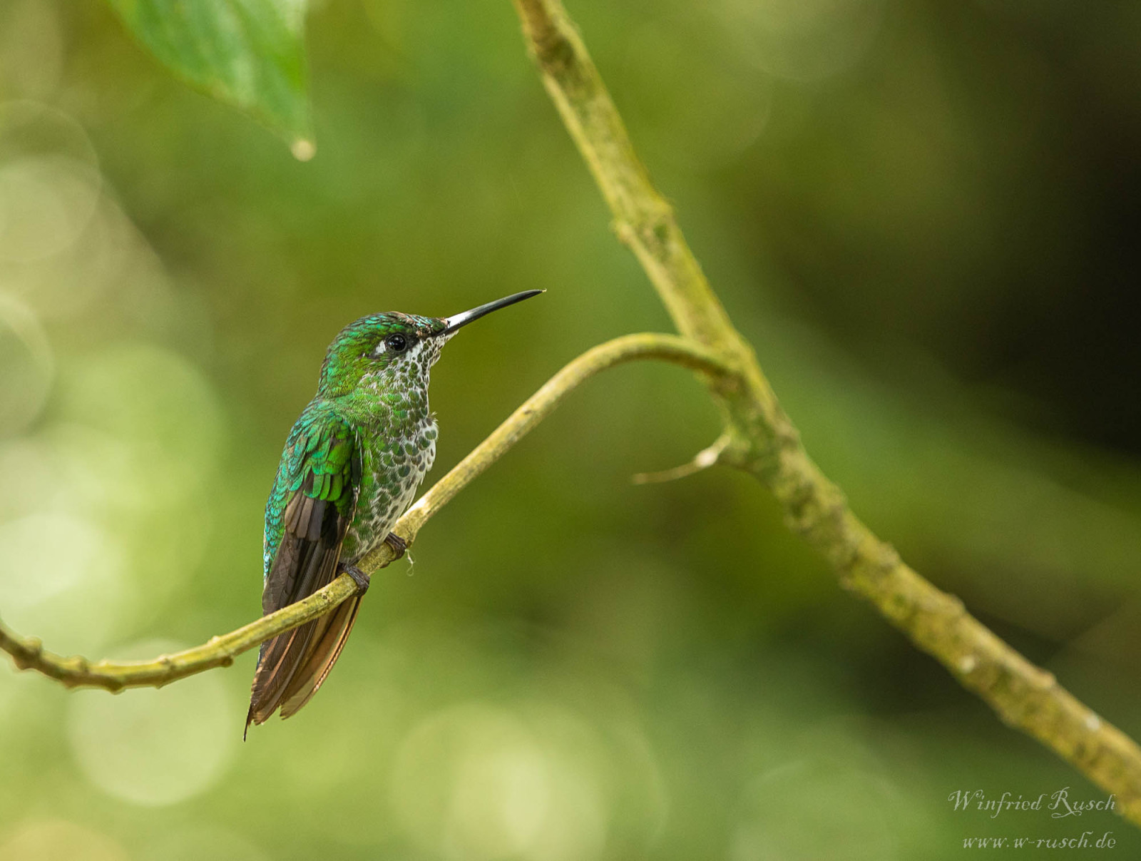 Mirador Cinchona birdwatching location with lush vegetation and bird feeders