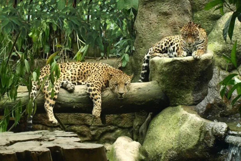 Beautiful waterfall surrounded by tropical rainforest at La Paz Waterfall Gardens